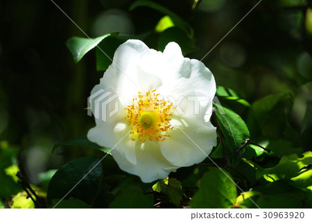 May flower Naniwaibara · rose family 22 Kamakura 30963920