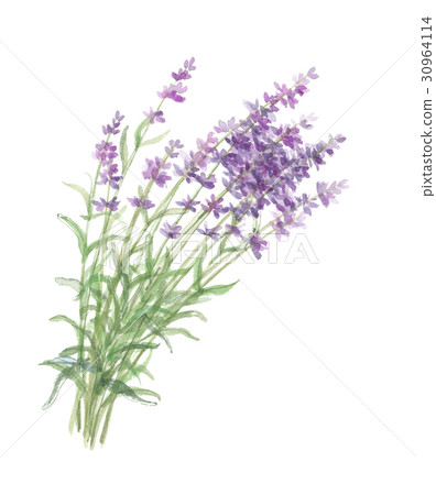 lavender 30964114