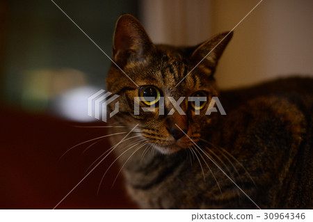 Night cat 30964346