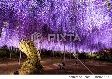 Ashikaga Flower Park Murasaki Wisteria 30964353
