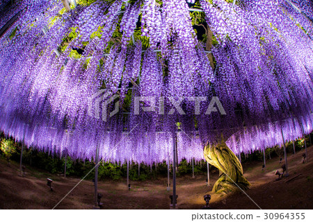 Ashikaga Flower Park Murasaki Wisteria Ashikaga Flower Park Murasaki Wisteria 30964355