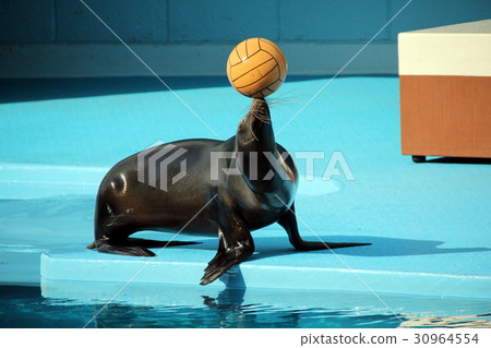 Sea lion show Sea lion show 30964554