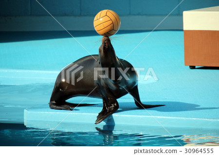 Sea lion show Sea lion show 30964555