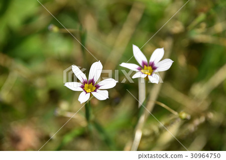  Niwazeki Show (Garden Iris) 30964750