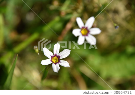  Niwazeki Show（花園虹膜） 30964751