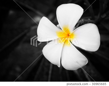 Frangipani flowers on tree 30965685