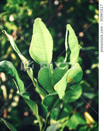 Leech lime on tree 30965817