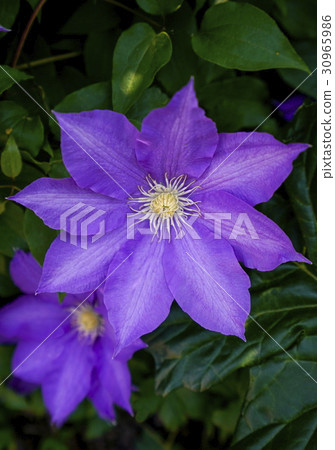Clematis Clematis 30965986