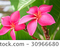 Deep pink plumeria. 30966680