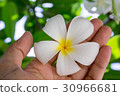 hand holding a tropical plumeria flower. 30966681