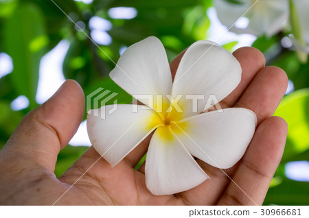 hand holding a tropical plumeria flower. 30966681