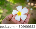 hand holding a tropical plumeria flower. 30966682