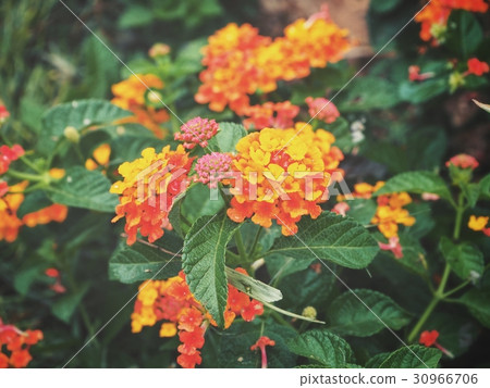 Orange flower Orange flower 30966706