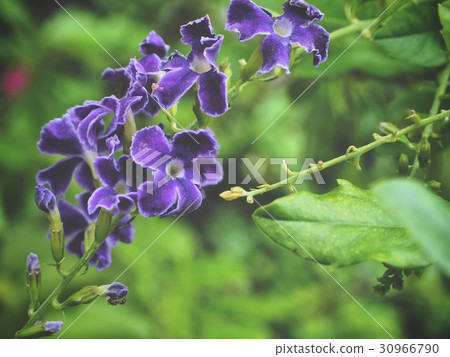 Purple salvia flowers 30966790