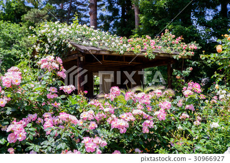 A rose garden 30966927