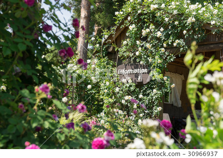 一個玫瑰園 一個玫瑰園 30966937