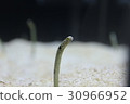 Chinganago standalone aquarium 30966952