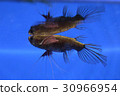 Butterfly fish standalone aquarium 30966954