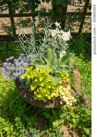 Planting flowers Planting flowers 30966964