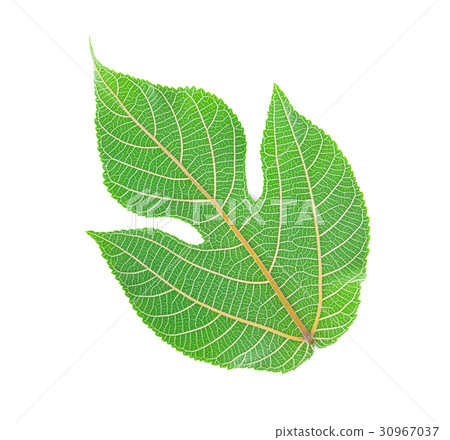 Broussonetia papyrifera leaf isolated on white Broussonetia papyrifera leaf isolated on white 30967037