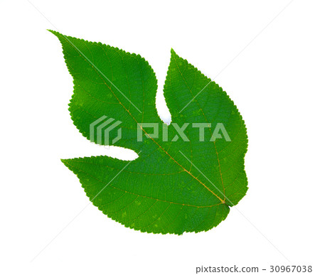 Broussonetia papyrifera leaf isolated on white Broussonetia papyrifera leaf isolated on white 30967038