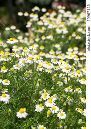Chamomile 30967126