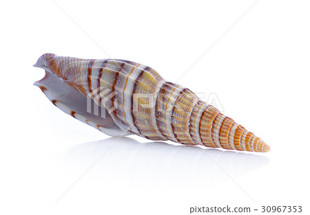 sea shell isolated on white 30967353