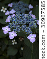 Hydrangea hydrangea longitudinal position 30967585