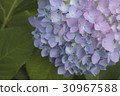 Hydrangea flower close-up 30967588