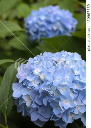 藍色繡球花 30967589