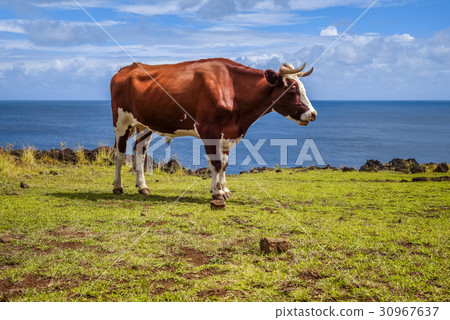 Beef on easter island cliffs 30967637