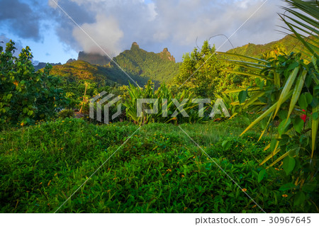 Moorea island jungle and mountains landscape Moorea island jungle and mountains landscape 30967645