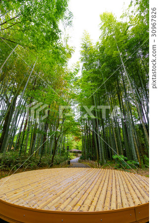 [Shizuoka Prefecture] Bamboo grove in Shuzenji 30967826