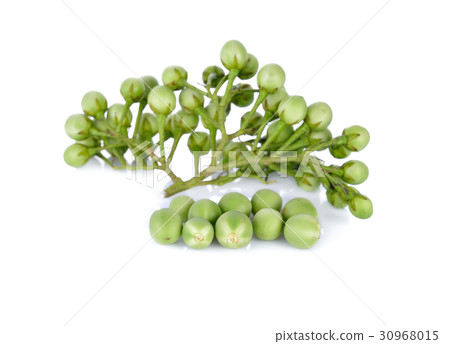 branch of pea eggplant or turkey berry on white 30968015