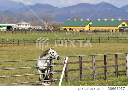 Hidaka Road Thoroughbred Road (Hokkaido) Hidaka Road Thoroughbred Road (Hokkaido) 30968057