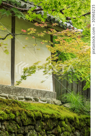 Bisonin Temple新鮮綠色 30968235