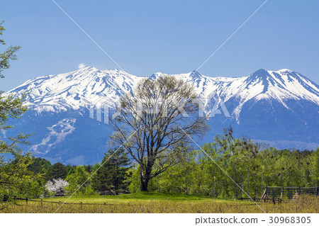 Nagano Prefecture Koda Heights Mt. Ontakeyama Konara Tree 30968305