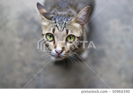 Closeup of green cat eyes 30968390