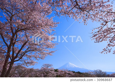 Fuji and cherry blossoms Fuji and cherry blossoms 30968687