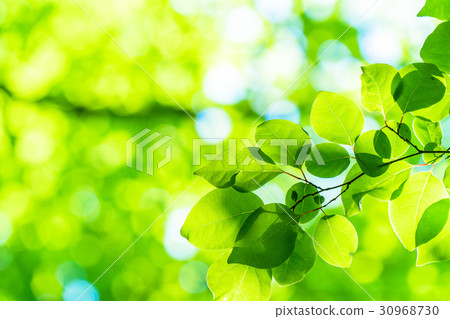 Fresh green eco image Fresh green eco image 30968730