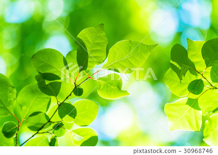 Fresh green eco image Fresh green eco image 30968746