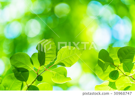 Fresh green eco image Fresh green eco image 30968747