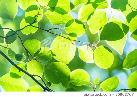 Fresh green eco image Fresh green eco image 30968767