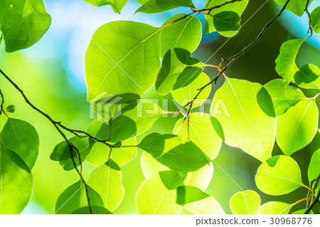 Fresh green eco image Fresh green eco image 30968776