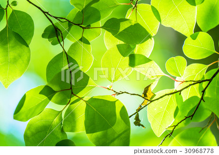 Fresh green eco image Fresh green eco image 30968778
