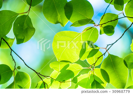 Fresh green eco image Fresh green eco image 30968779