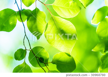 Fresh green eco image Fresh green eco image 30968780