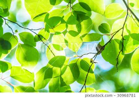 Fresh green eco image Fresh green eco image 30968781