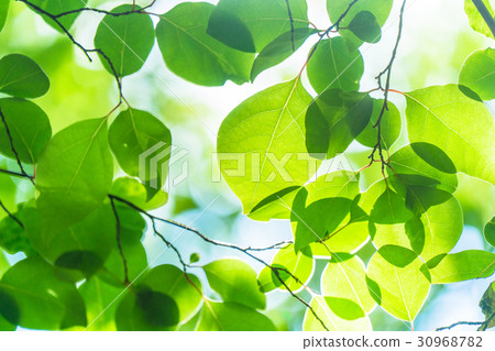Fresh green eco image Fresh green eco image 30968782