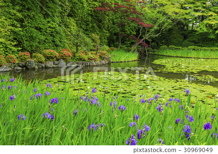 Heian Shrine Fresh green 30969049
